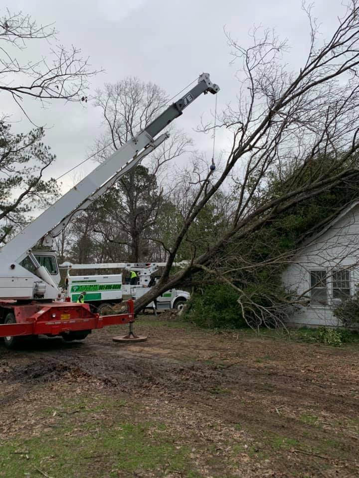 tree service_tree removal_land clearing_memphis_tn_hernando_ms_southaven_ms_horn_lake_ms_tree service near ms-08