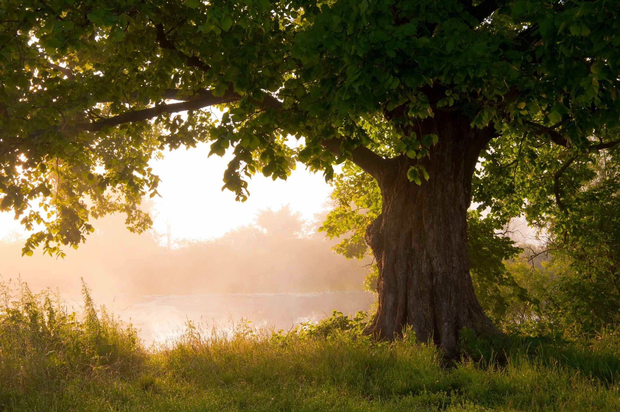 Tree pruning in Memphis, TN